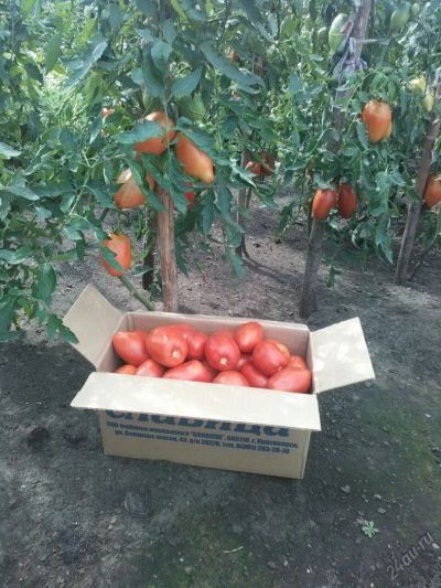 Лот: 7923525. Фото: 1. Минусинские помидоры,забирать... Овощи, фрукты, зелень