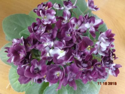Лот: 5184732. Фото: 1. Фиалка Mac`s Southern Springtime... Горшечные растения и комнатные цветы