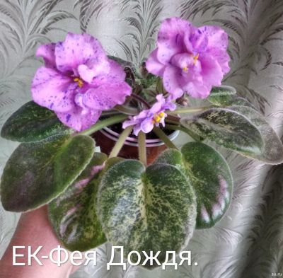 Лот: 13023302. Фото: 1. Фиалка ЕК - Фея дождя (спорт)-... Горшечные растения и комнатные цветы
