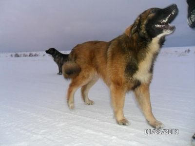 Лот: 5117592. Фото: 1. Кобель кавказец. Собаки, щенки
