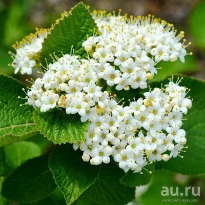 Лот: 13830198. Фото: 1. Калина Гордовина (Vibúrnum lant... Декоративные кустарники и деревья