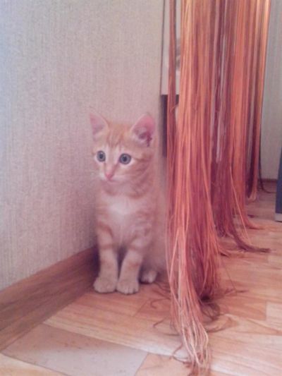 Лот: 3110076. Фото: 1. Рыжий котенок. Кошки, котята