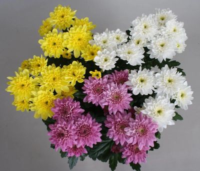 Лот: 6809425. Фото: 1. Цветы Xризантема кустовая - 90... Свежие цветы