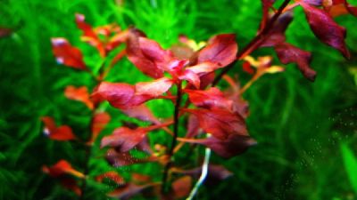 Лот: 7367171. Фото: 1. Аквариумное растение Ludwigia... Водные растения