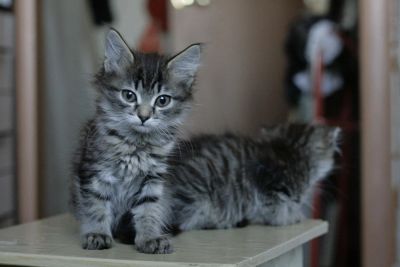 Лот: 5973261. Фото: 1. Сибирские котята. Кошки, котята