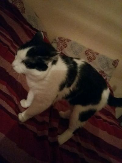Лот: 9046176. Фото: 1. Шерсть. Кошки, котята