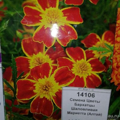 Лот: 9115485. Фото: 1. Семена / Цветы / Бархатцы / Шаловливая... Садовые цветы