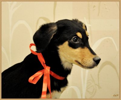 Лот: 6803236. Фото: 1. Щенки. Собаки, щенки