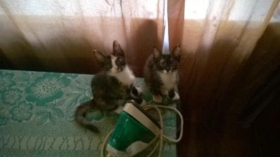 Лот: 4313535. Фото: 1. котенок в хорошие руки + бонусы. Кошки, котята