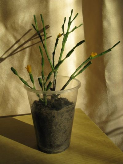 Лот: 11233986. Фото: 1. Хатиора солеросовая, с желтыми... Горшечные растения и комнатные цветы