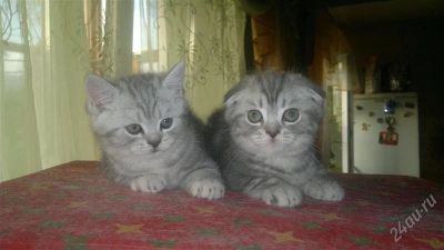 Лот: 2883847. Фото: 1. шотландские вислоухие котята. Кошки, котята