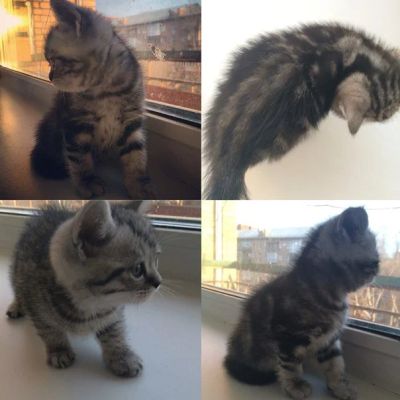 Лот: 7115839. Фото: 1. Котята породы Бритаская (Мальчики... Кошки, котята