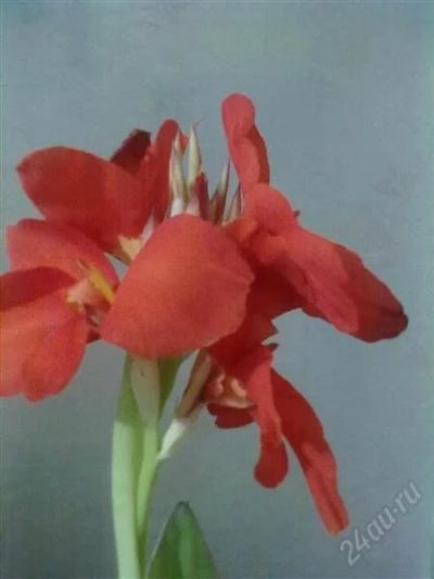 Лот: 2156974. Фото: 1. срочно канны красные. Горшечные растения и комнатные цветы