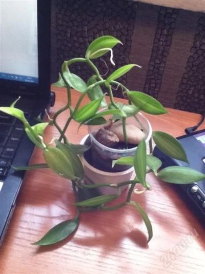 Лот: 2937813. Фото: 1. Орхидея ваниль. Горшечные растения и комнатные цветы