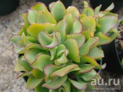 Лот: 8096496. Фото: 1. Крассула Crassula arborescens... Горшечные растения и комнатные цветы