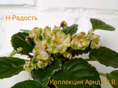 Лот: 11771355. Фото: 1. Фиалка Н-Радость (мини), лист. Горшечные растения и комнатные цветы