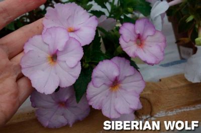 Лот: 10863869. Фото: 1. Ахименес "Siberian Wolf " («Сайбериан... Горшечные растения и комнатные цветы