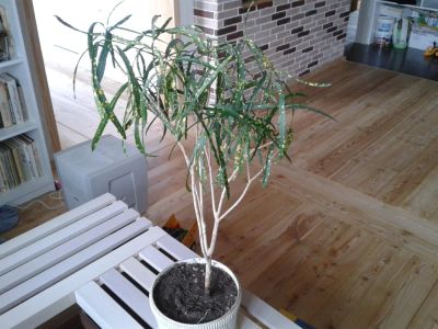 Лот: 7253729. Фото: 1. кротон узколистный. Горшечные растения и комнатные цветы