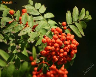Лот: 5581269. Фото: 1. Рябина обыкновенная 1,5м (2.5м... Другое (семена, рассада, садовые растения)