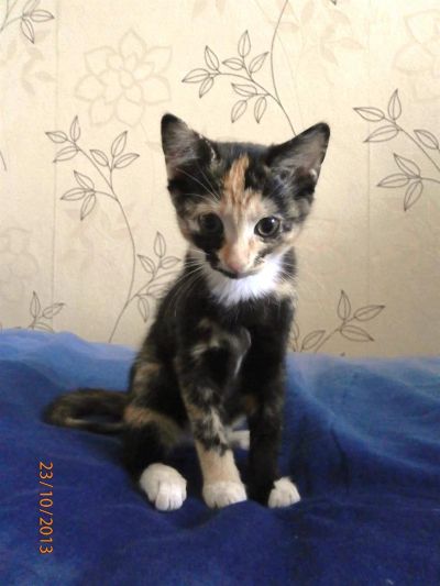 Лот: 3270981. Фото: 1. Пантера-калейдоскоп. Кошки, котята