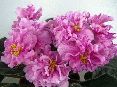 Лот: 11687164. Фото: 1. Фиалка ЕК-Розовый мрамор детка. Горшечные растения и комнатные цветы