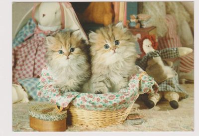 Лот: 18586846. Фото: 1. Открытка "Котята.". Открытки, конверты