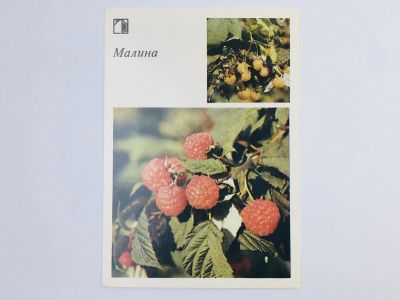 Лот: 23296300. Фото: 1. Малина. Открытка. 1986. Открытки, конверты