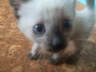 Лот: 7931610. Фото: 1. Сиамский котенок. Кошки, котята