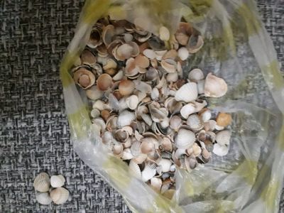 Лот: 11839835. Фото: 1. Морские ракушечки для подделок. Бижутерия ручной работы