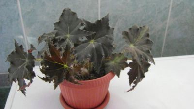 Лот: 11386375. Фото: 1. Бегония Black Velvet (Бегония... Горшечные растения и комнатные цветы