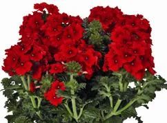 Лот: 6592082. Фото: 1. Вербена ампельная Red. Садовые цветы