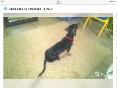 Лот: 9382289. Фото: 1. Щенок такса девочка. Собаки, щенки