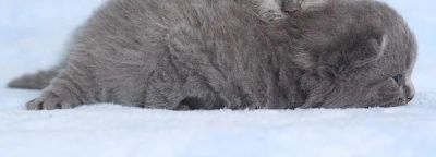 Лот: 7698955. Фото: 1. британcкий котенок девочка голубой... Кошки, котята
