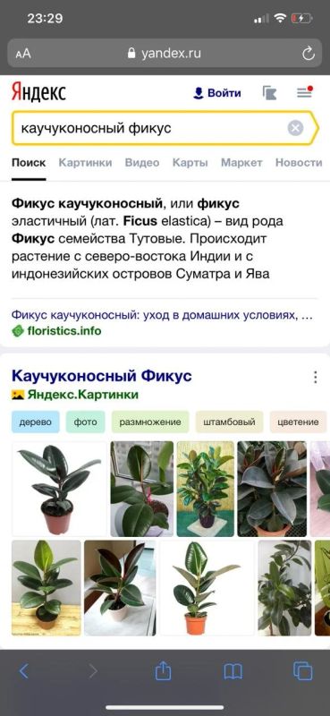 Лот: 16493319. Фото: 1. Цветок фикус каучуконосный. Горшечные растения и комнатные цветы