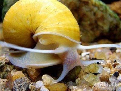 Лот: 9224391. Фото: 1. Ампулярия. Моллюски, ракообразные, кораллы