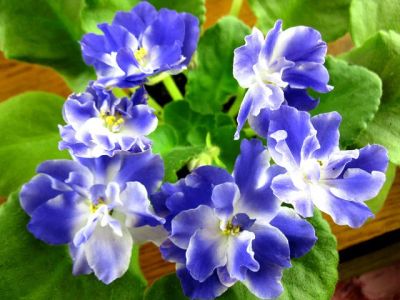 Лот: 4691873. Фото: 1. Сортовая фиалка "Синяя вспышка... Горшечные растения и комнатные цветы