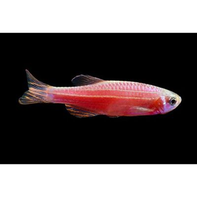Лот: 16308712. Фото: 1. Рыбка- Данио "GloFish" розовый... Рыбки
