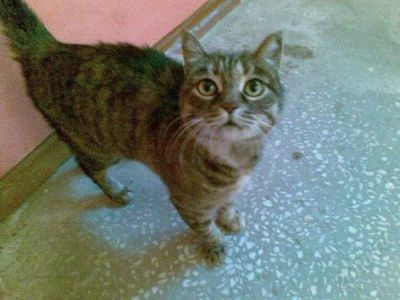 Лот: 947433. Фото: 1. Кошка, наверное потерялась. Остальные животные