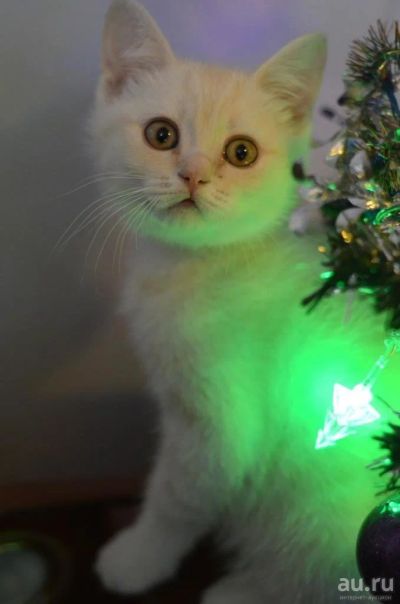 Лот: 8859584. Фото: 1. Персиковый котик-британец. Кошки, котята