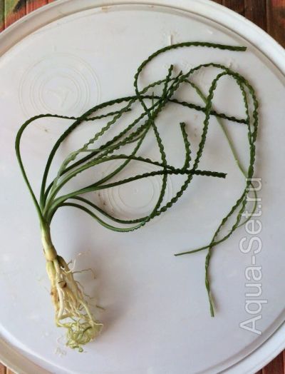 Лот: 5036738. Фото: 1. Кринум Волнистый (Crinum Calamistratum... Водные растения