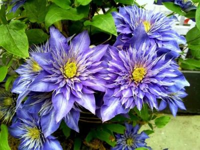 Лот: 11236135. Фото: 1. Клематис Мульти Блю (фиолетовый... Садовые цветы