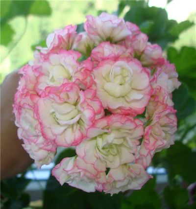 Лот: 4783510. Фото: 1. Пеларгония 'Apple Blossom Rosebud... Горшечные растения и комнатные цветы