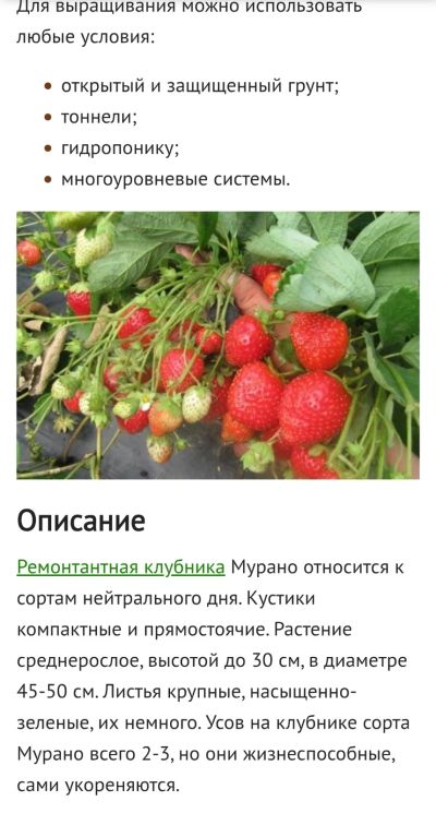 Лот: 25218458. Фото: 1. Рассада ремонтантной клубники... Другое (семена, рассада, садовые растения)