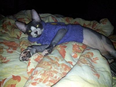 Лот: 2797401. Фото: 1. Канадский сфинкс с 1 рубля!!!повторно. Кошки, котята