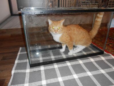 Лот: 5007279. Фото: 1. Аквариум литров 50. Аквариумы, террариумы