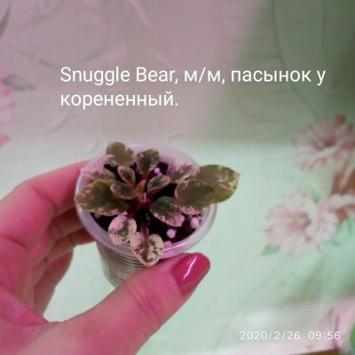 Лот: 15567298. Фото: 1. Фиалка м/м Snuggle Bear- пасынок... Горшечные растения и комнатные цветы