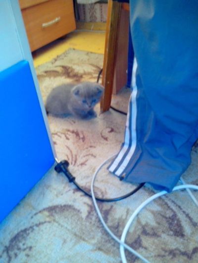 Лот: 4293253. Фото: 1. Продам Британца!. Кошки, котята
