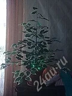 Лот: 265837. Фото: 1. ночник. Горшечные растения и комнатные цветы