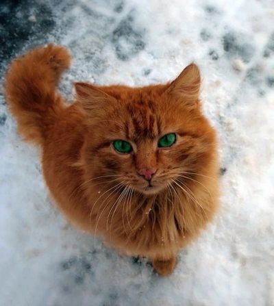 Лот: 3136467. Фото: 1. Отдам рыжее солнце в добрые руки. Кошки, котята
