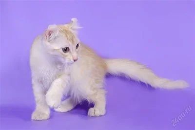 Лот: 2611284. Фото: 1. Котенок Американского керла. Кошки, котята
